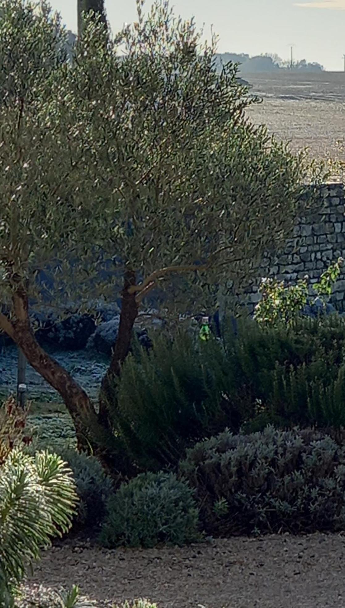 Bed and Breakfast La Mesonnetta Soulignonne Exterior foto